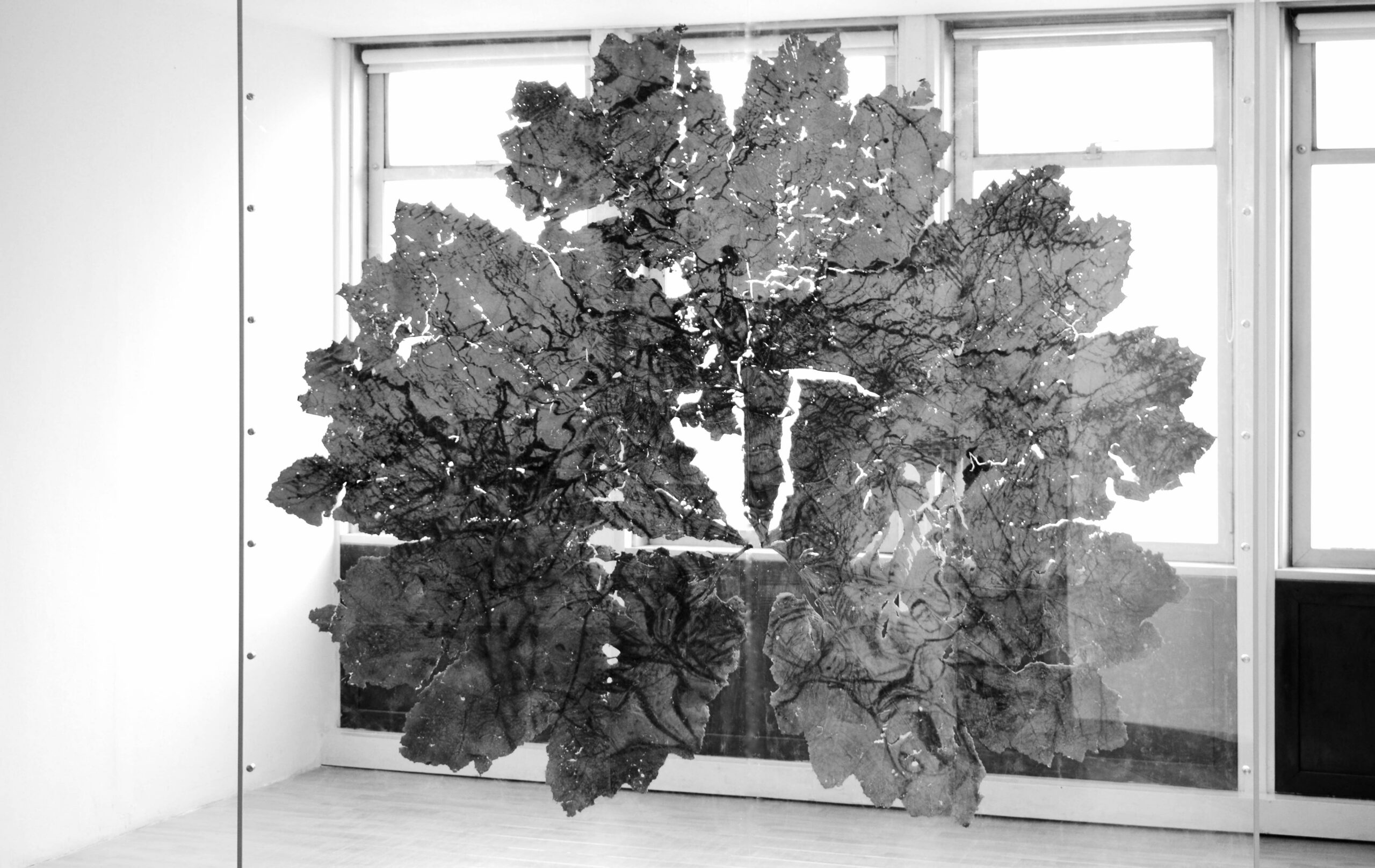 Vue de l’exposition Urpflänze, Museo Internacional De La Esmeralda, Bogota, Colombie