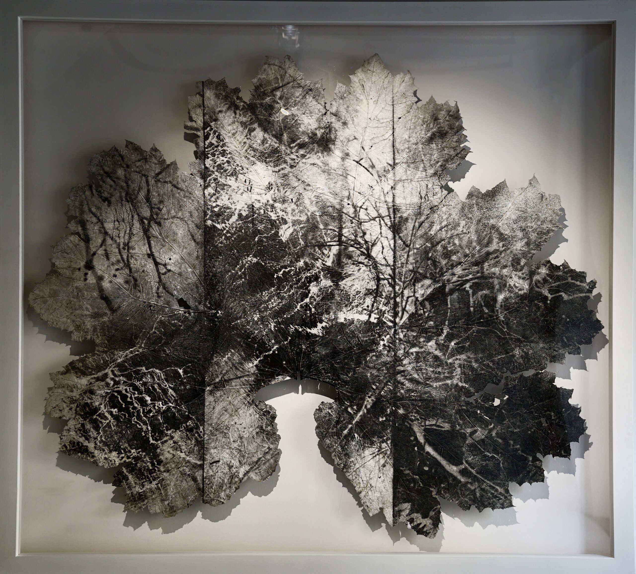 Dominique Lacloche, Sans titre, 2022,Gelatin silver print on a leaf (gunnera manicata), 160 x 190 cm | ©François Benichou-Mahé