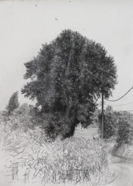 L'arbre de vie 2-42x30cm-pierre noire sur papier-2025.jpg